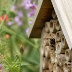 Abeille solitaires : comment les accueillir au jardin