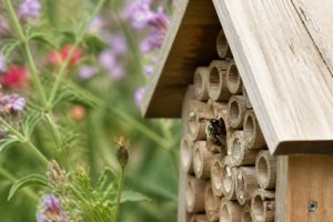 Abeille solitaires : comment les accueillir au jardin