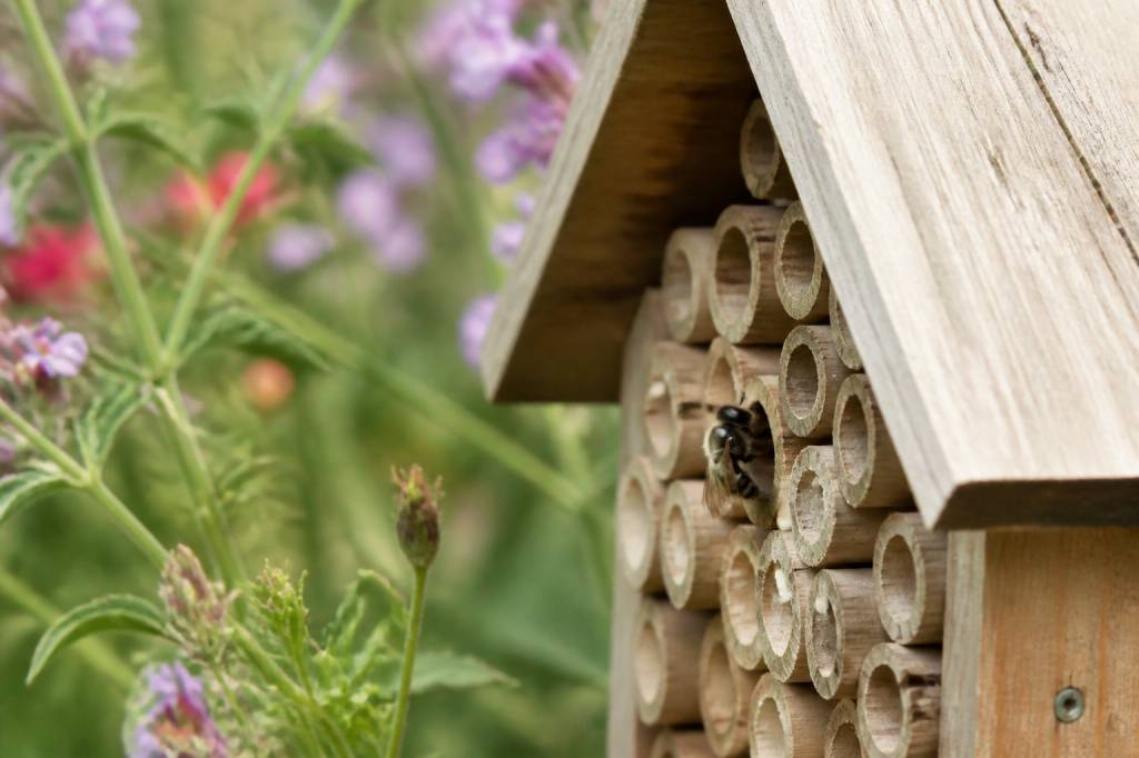 Abeille solitaires : comment les accueillir au jardin